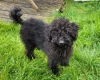 Labradoodle