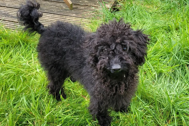 Labradoodle
