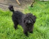 Labradoodle