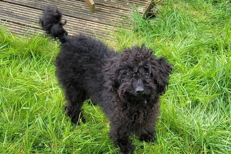 Labradoodle