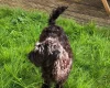 Labradoodle