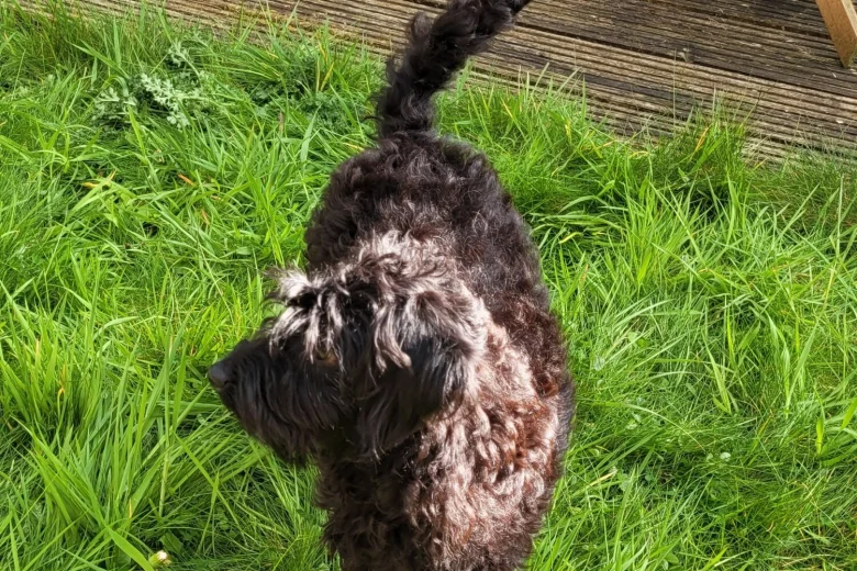 Labradoodle