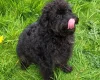 Labradoodle