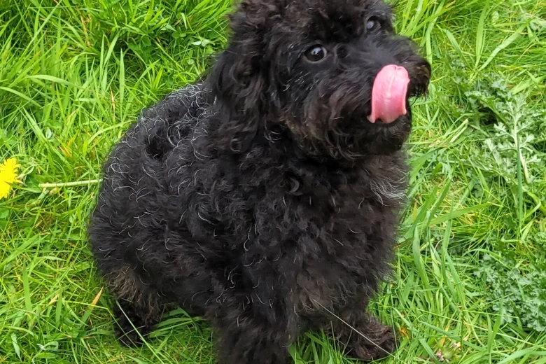 Labradoodle
