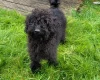 Labradoodle
