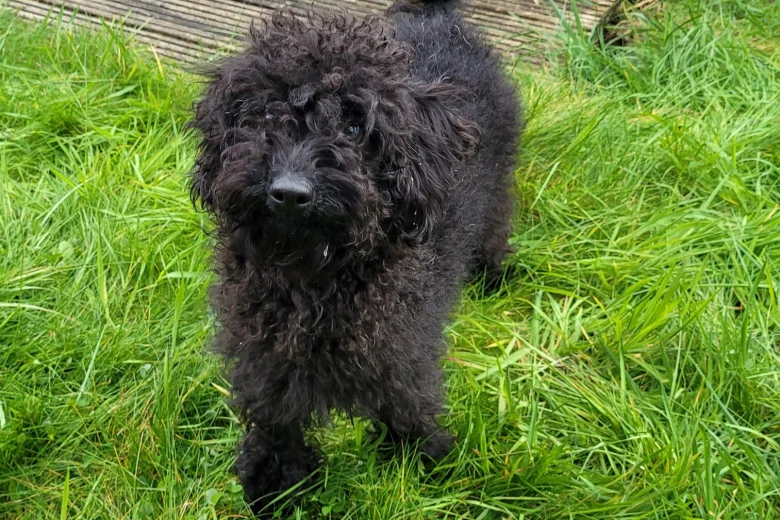Labradoodle