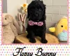 Labradoodle