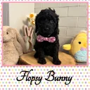 Labradoodle
