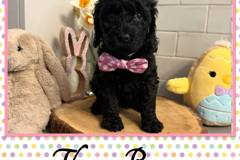 Labradoodle