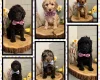 Labradoodle