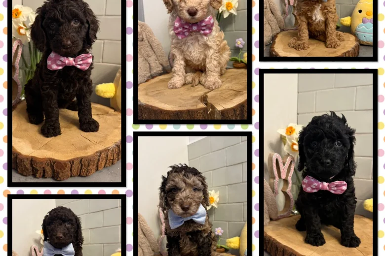 Labradoodle