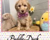 Labradoodle