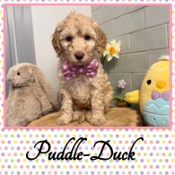 Labradoodle