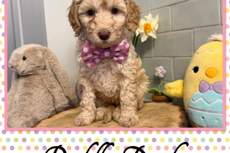 Labradoodle