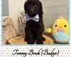 Labradoodle