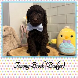 Labradoodle