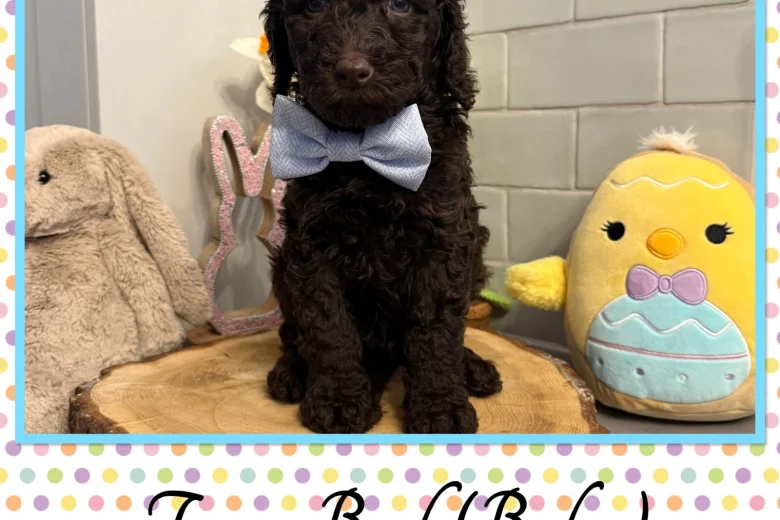 Labradoodle