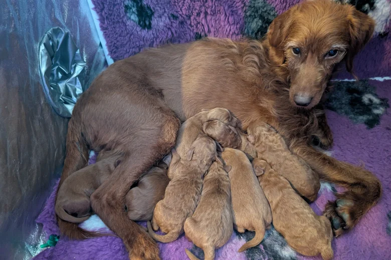 Labradoodle