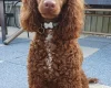 Labradoodle