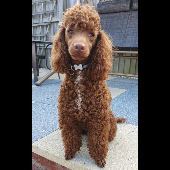 Labradoodle