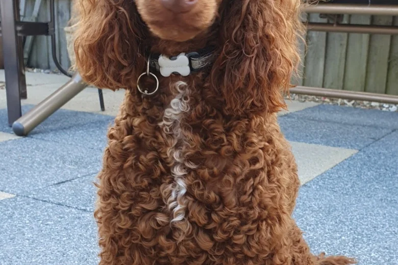 Labradoodle