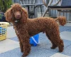 Labradoodle