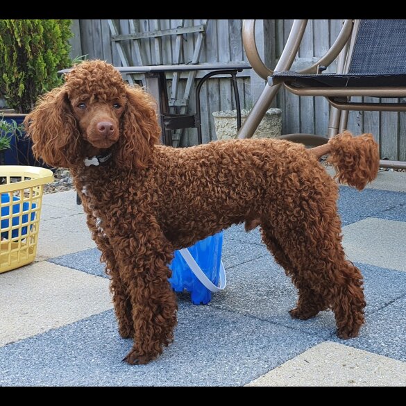 Labradoodle