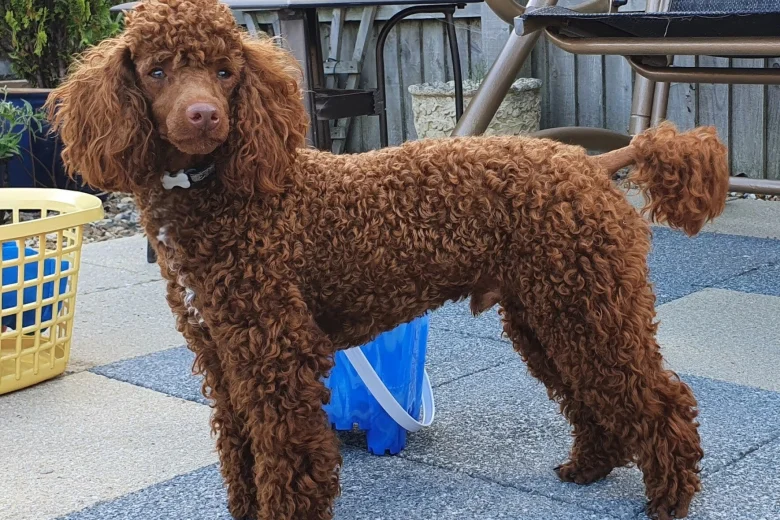 Labradoodle