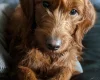 Labradoodle