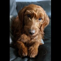 Labradoodle