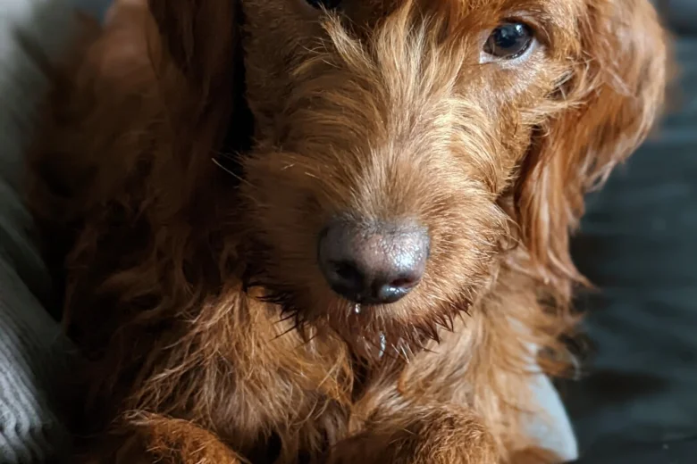 Labradoodle