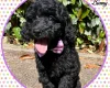 Labradoodle