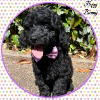 Labradoodle