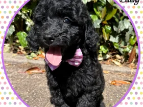 Labradoodle
