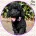 Labradoodle