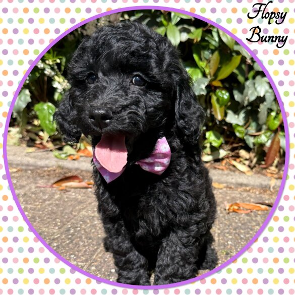 Labradoodle