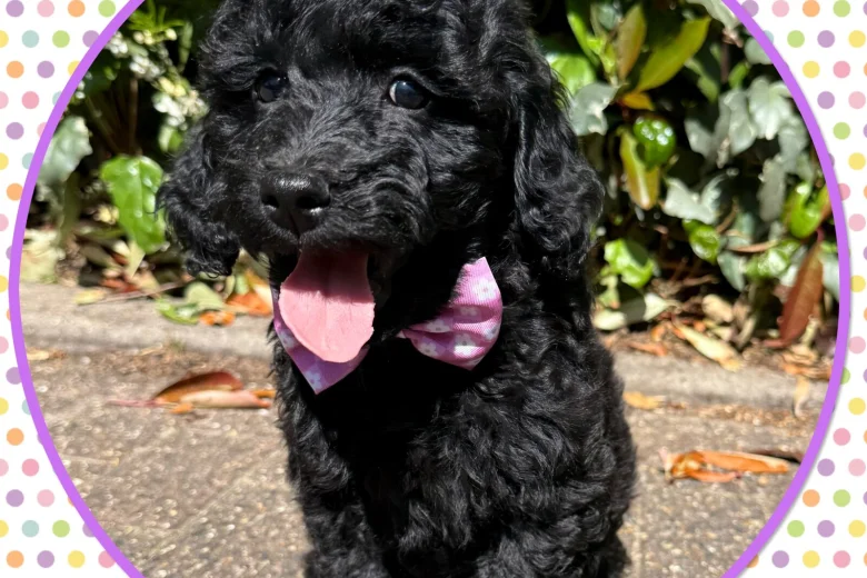 Labradoodle