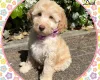 Labradoodle
