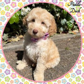 Labradoodle