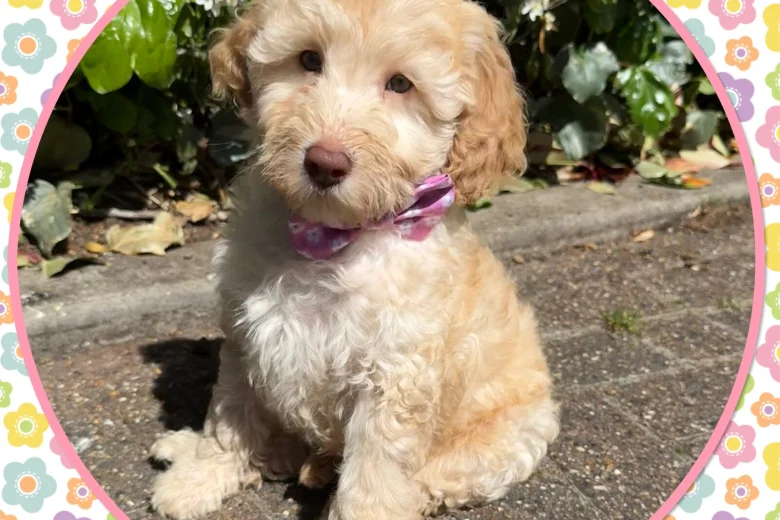 Labradoodle