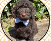 Labradoodle