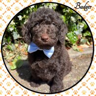 Labradoodle
