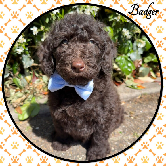 Labradoodle