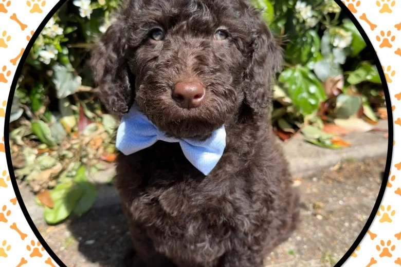 Labradoodle