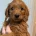 Labradoodle
