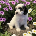 Labradoodle