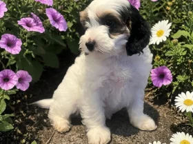 Labradoodle