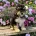 Labradoodle