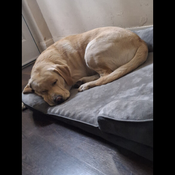 Labrador Retriever