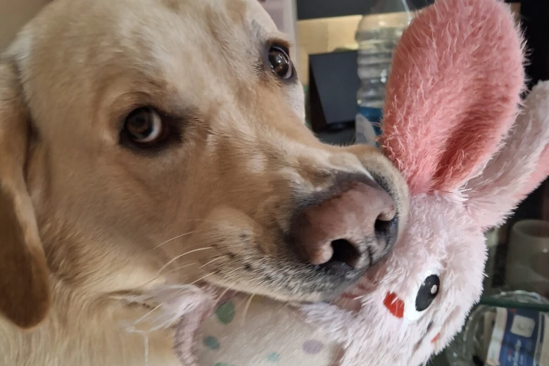 Labrador Retriever
